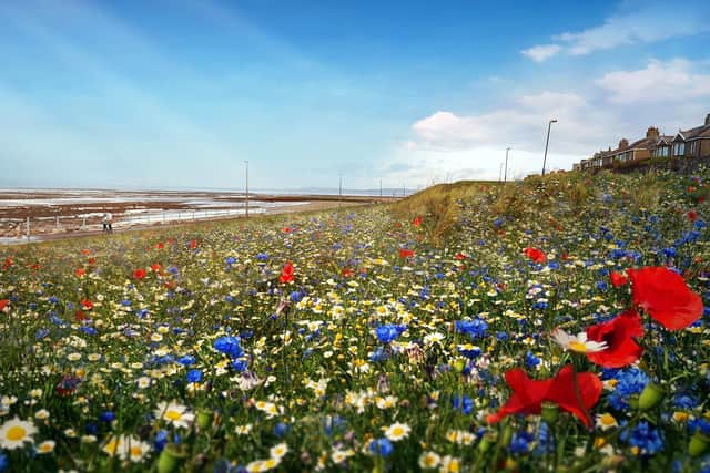 How the new wildflower habitat could look.