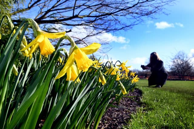 RHS Harlow Carr, Harrogate. The garden team have planted 22,000 daffodil bulbs on the approach to the garden, creating a glowing golden mile.