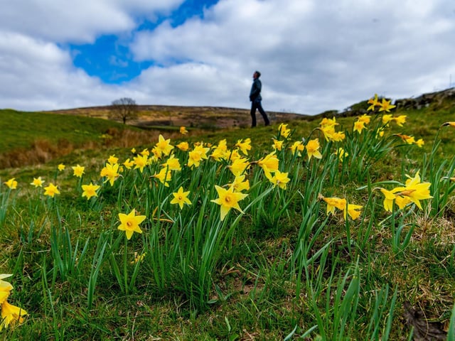 Renowned for its display of wild daffodils, the picturesque valley of Farndale in the heart of the North York Moors is a must-visit spot for making the most of the great outdoors. Visitors can enjoy a beautiful spring wander along the famous daffodil trail, which stretches along a linear route next to the River Dove for just over three miles.