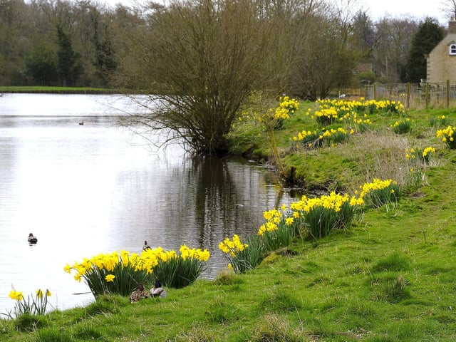 William Wordsworth did his courting in the village and was married to his childhood friend Mary at All Saints’ Church there. Evidence of his life and achievements are celebrated and recorded in the church and its environs. Lobularis variety of daffodils, which inspired Wordsworth’s below poem I Wandered Lonely as a Cloud, have been planted in the churchyard.