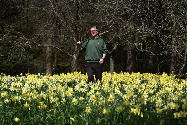 Extending across 24 acres, the formal gardens and woodlands at Parcevall Hall in the heart of the Yorkshire Dales National Park are something of a hidden treasure.
The daffodil display in springtime creates a stunning display against the backdrop of the Dales.