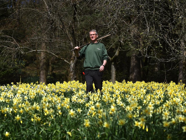 Extending across 24 acres, the formal gardens and woodlands at Parcevall Hall in the heart of the Yorkshire Dales National Park are something of a hidden treasure.
The daffodil display in springtime creates a stunning display against the backdrop of the Dales.