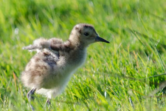 Curlew chick photographed by Tim Melling
