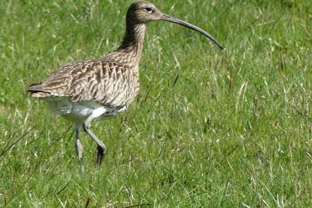 Curlew pictured in Bowland, Lancashire by Lesley Marklew