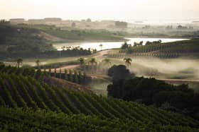 The atmospheric vineyards at one of the top wine producers in Uruguay, Bodega Garzón. Photo: Bodega Garzón