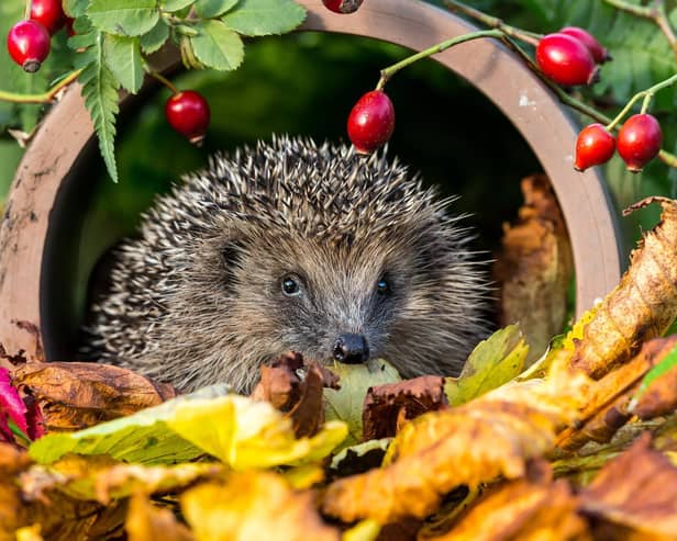 Hedgehog gets ready to hibernate. Photo by Shutterstock/Coatesy.
