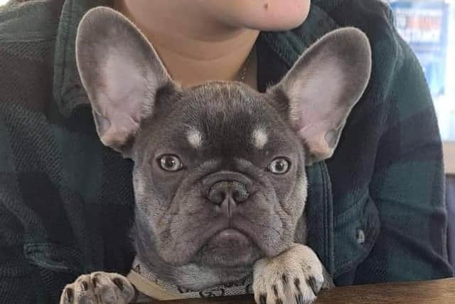 Lilac and tan French Bulldog Nelly who is missing from Longridge. Her owners were sent ransom demands by text message saying they had Nelly and would harm her if the ransom wasn't paid.