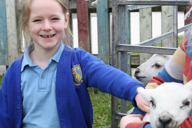 A pupil at Wilson's Endowed CE School in Over Kellet meets the visiting lambs. Photo by Darren Newiss