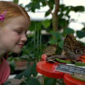 A youngster enjoys watching the butterflies