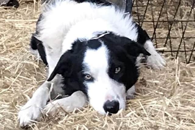 Jack the border collie is believed to have been stolen from a house near Carnforth.