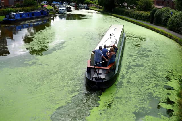 A barge cuts through the weed at Garstang