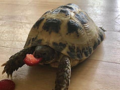 Strawberry-mad eating tortoise Tom