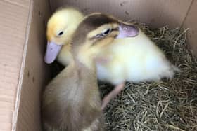 The two ducklings found in plastic bags dumped inside a wheelie bin in Bolton. The RSPCA launched an appeal for information after the domestic birds were found in the bin