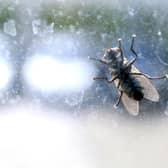 Lancaster City Council need your help to identify the source of an ongoing housefly infestation affecting residents in Heysham.