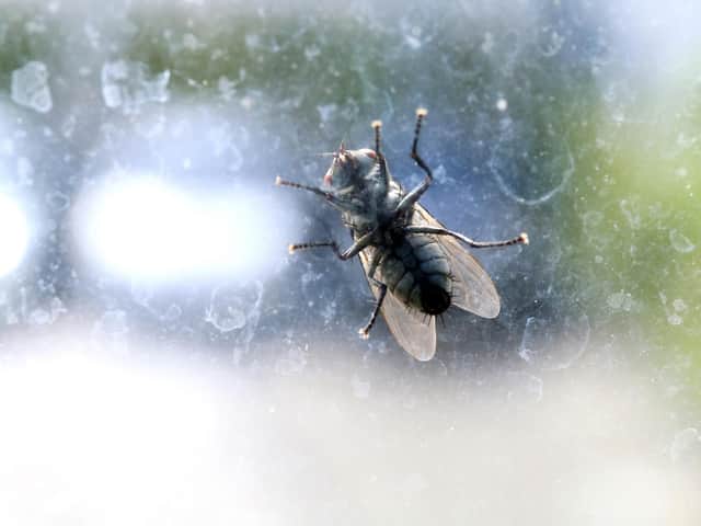 Lancaster City Council need your help to identify the source of an ongoing housefly infestation affecting residents in Heysham.