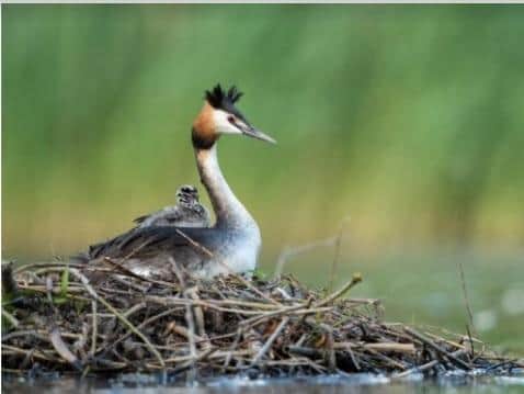 The great crested grebe - one of over 60 species saved from extinction by Emily Williamson's work.
