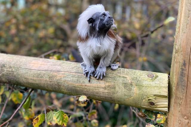 The new addition to zoo - the female cotton top tamarin - soon to be Mrs Spencer!