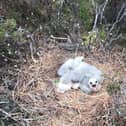 Fledgling success for hen harriers in the Forest of Bowland