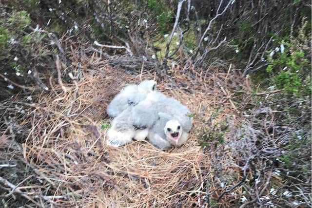 Fledgling success for hen harriers in the Forest of Bowland