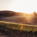 Clare Valley has built its reputation on a combination of elevation and ancient sedimentary soils Picture: Wine Australia