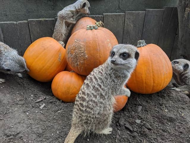 The meerkats at Lakeland Wildlife Oasis are getting ready for Halloween.