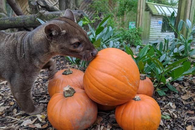 A fossa at Lakeland Wildlife Oasis gets ready for Halloween.