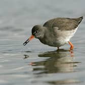 Wading redshank searching for food. Photo Andy Hay, RSPB Images