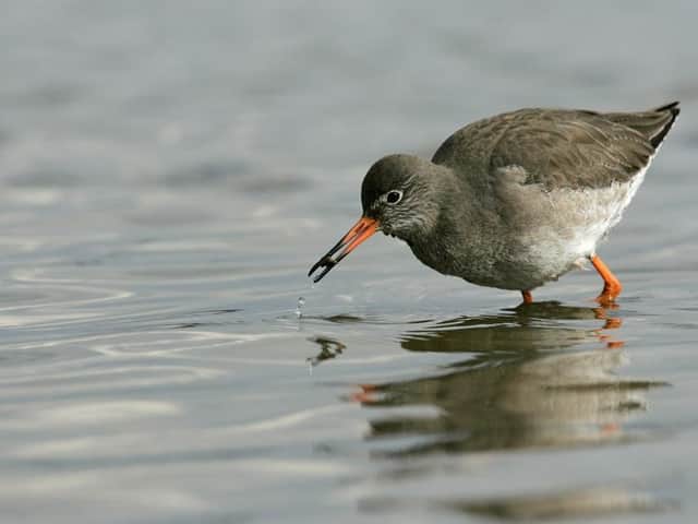 Wading redshank searching for food. Photo Andy Hay, RSPB Images
