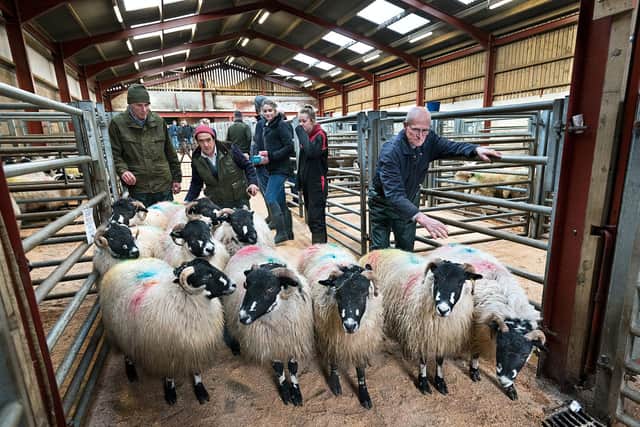 Retiring farmer Michael Faraday of Kingsdale Head with family selling the flock of 170 Dalesbred sheep in lamb at Bentham Auction Mart. Picture by John Bentley.