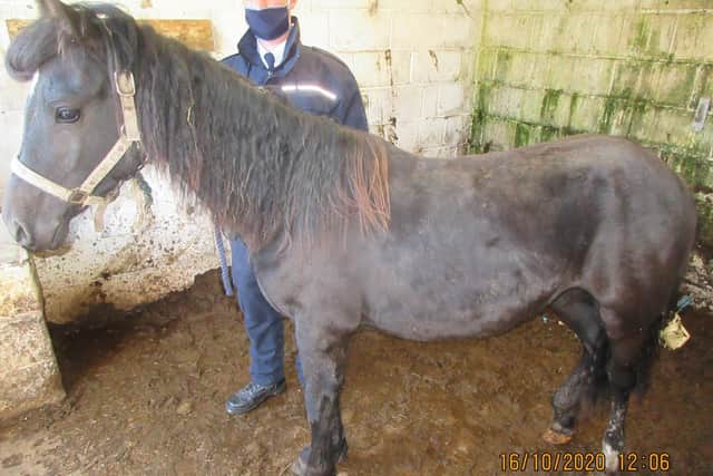 Pebbles, a yearling filly, was underweight with prominent shoulders and backbone and her ribs visible. Photo courtesy of the RSPCA.