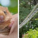 A tiny bridge (right) is to be built across a railway line near Carnforth to help endangered hazel dormice (left) across the tracks to find new habitats and dormice populations Picture: ANIMEX/CLARE PENGELLY