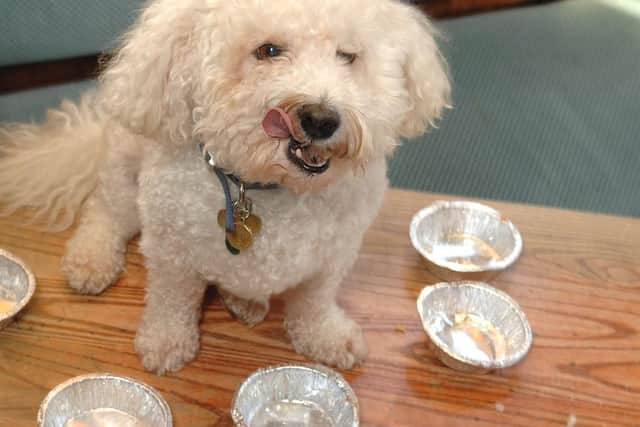Bichon frise Charlie who ate all the pies