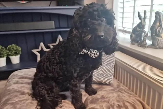 Dolly the cockerpoo who went missing in Heysham on March 7 may have been stolen, her owner said.