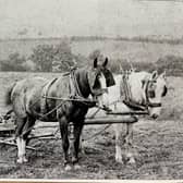 Thomas Brown, Mallowdale Farm, Roeburndale, c.1900. Mr Brown is pictured using the double horse mowing machine. Clearly visible is the complex harness system required when using two horses in this way. Picture courtesy of David Kenyon.