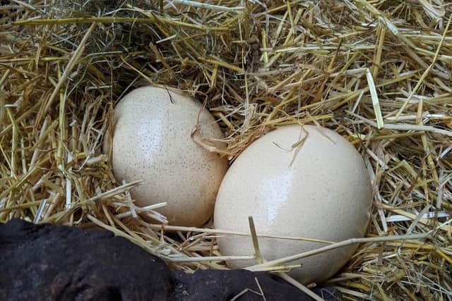 Eggs at the Lakeland Wildlife Oasis in Milnthorpe.