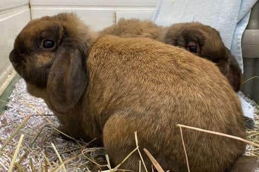 Two of the rabbits that were dumped near Animal Care Lancaster and left to die.