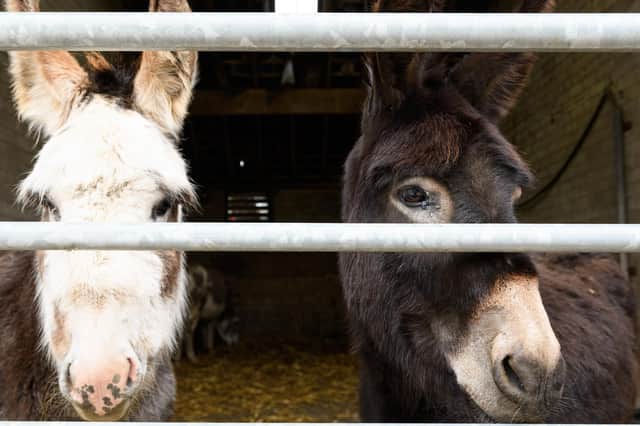 Donkeys are among the farm animals at Greenlands.