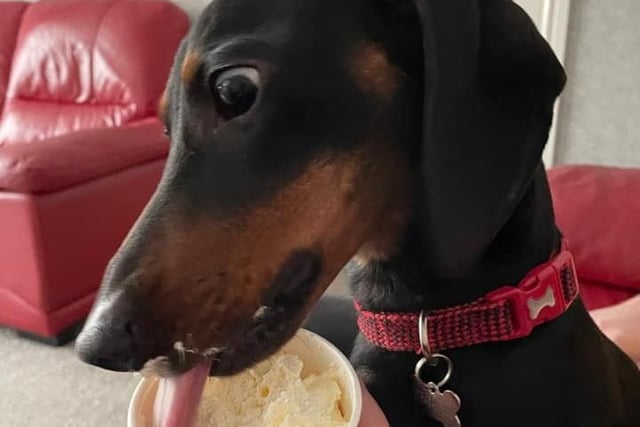 Nearly one-year-old dachshund Alan enjoying a 'puppachino'. Picture sent in by Dawn Edmondson.