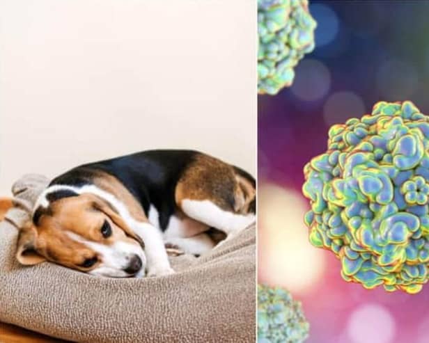 Canine parvovirus is a serious and highly contagious disease that affects dogs (Photo: Shutterstock)