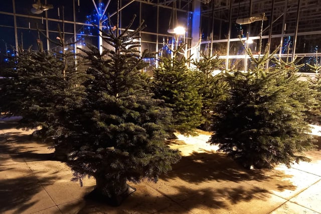 All  Stoneybrook's trees are premium non drop Nordmann Firs. A donation from every tree they sell is made to the North West Air Ambulance.
