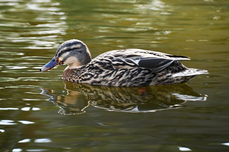 A duck enjoys the sunshine in Williamson Park, Lancaster.
