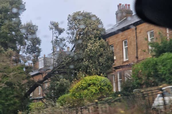 The fallen tree in Greaves Road. Photo by Phil Armie.