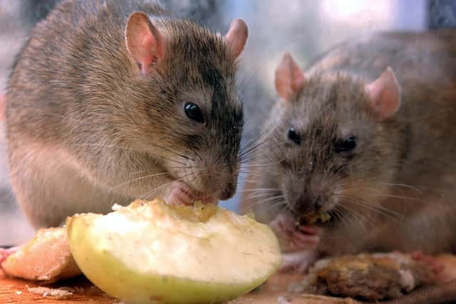 Lancaster City Council tackled 978 rodent infestations in 2022.