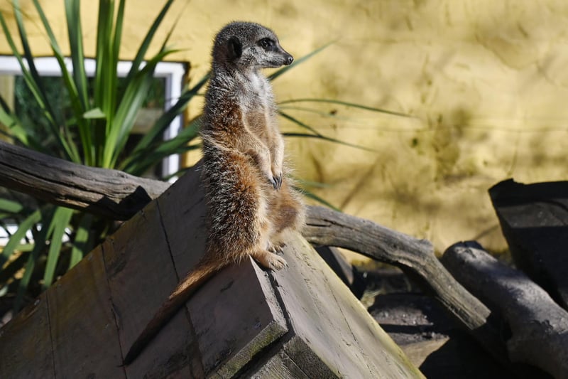 A meerkat in the mini zoo.
