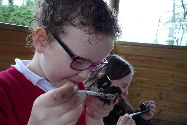 School children investigating soil creatures at Leighton Moss