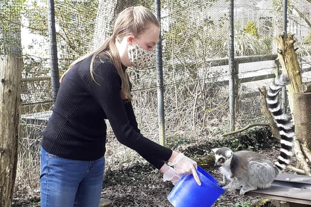 Looking after the lemurs at Lakeland Wildlife Oasis.