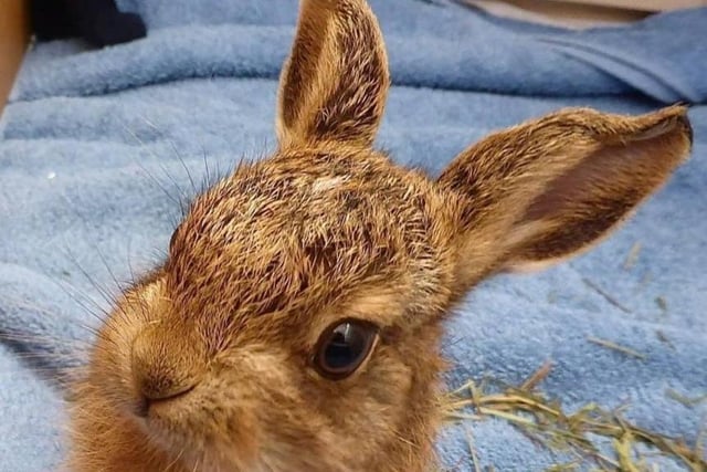 A sweet little leveret was hand-reared by experts at East Winch Wildlife Centre, in Norfolk, after being brought in by a member of the public on 2 March whose son spotted him hiding under the equipment at a park in Sedgeford. He was cared for and released on 9 April.
Leverets are normally left alone from an early age and, often, for long periods of time - like fawns. Their mother returns to feed them, usually around dusk. If you’re concerned about a leveret who you believe is sick or injured please seek advice before approaching.