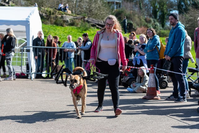 A dog is walked by his or her dog owner at the Pups in the Park event in Williamson Park, Lancaster.