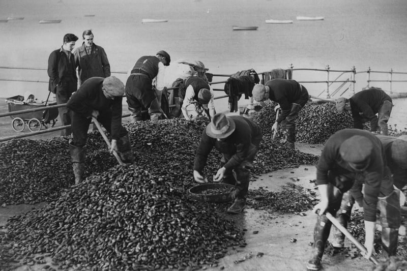 Mussel gatherers with their catch at Morecambe in November 1933.