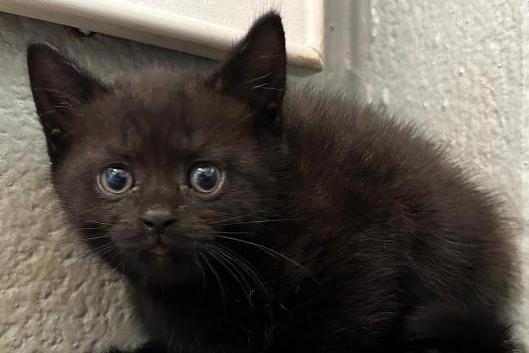 Bettykit4, DSH , male , one month old. Picture from Animal Care Lancaster.